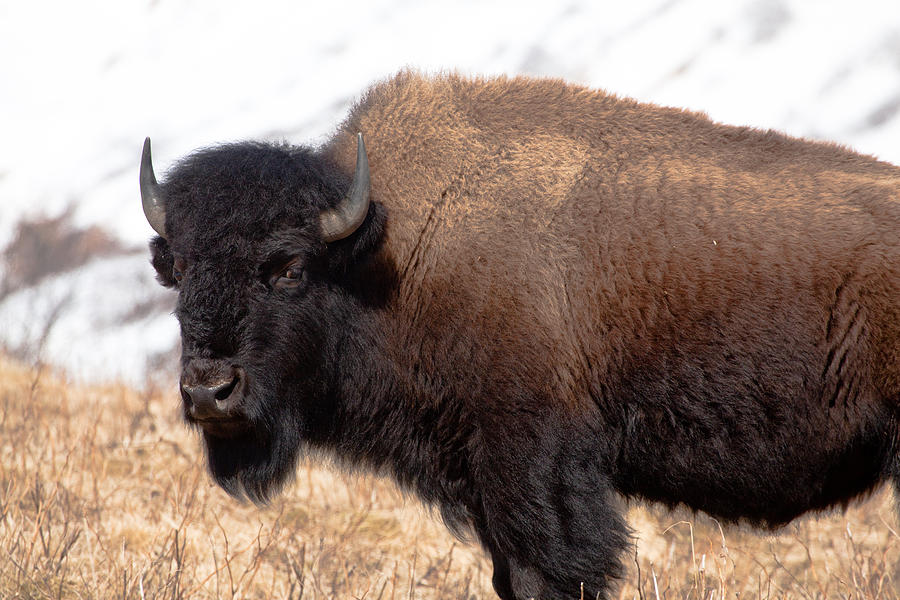 Alaska Bison Photograph by Sam Amato