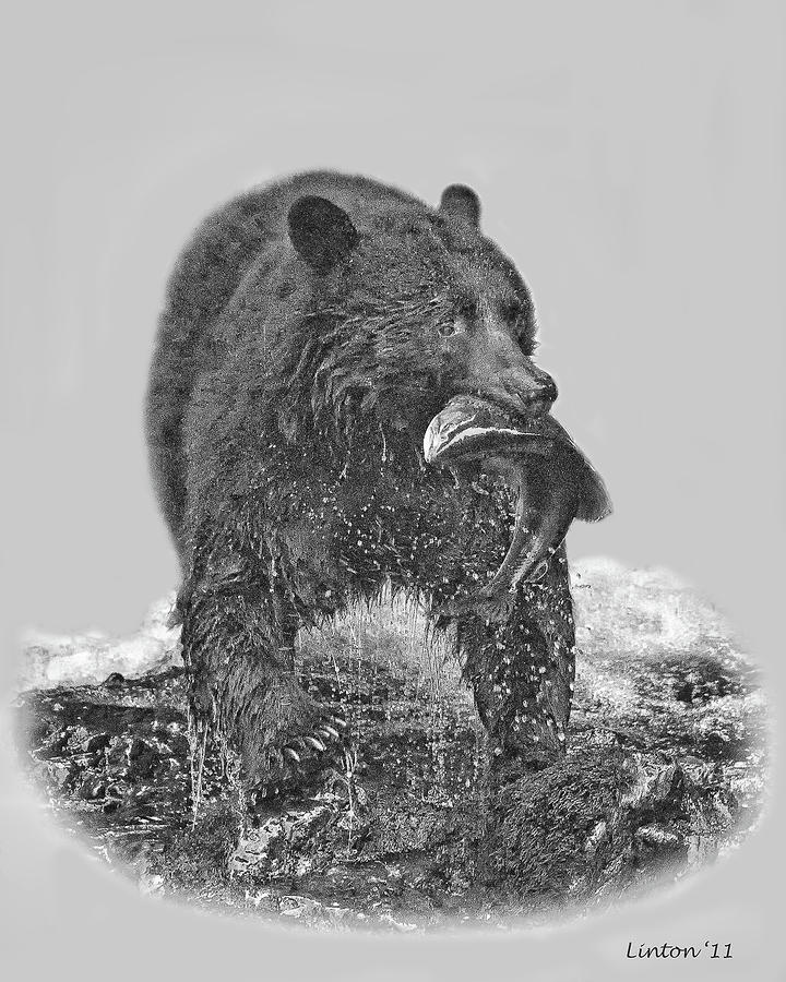 Alaska Black Bear 2 Digital Art by Larry Linton