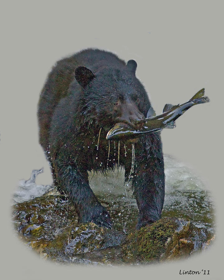 Alaska Black Bear Photograph by Larry Linton