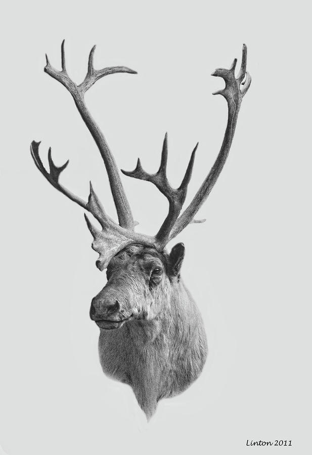 Alaska Elk Digital Art by Larry Linton