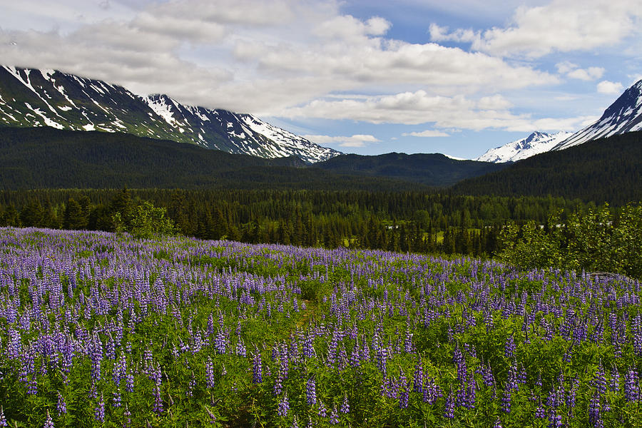Alaska Lupine Photograph by Wes and Dotty Weber