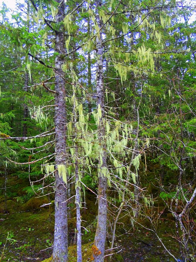 Alaska Moss Photograph by Randall Weidner