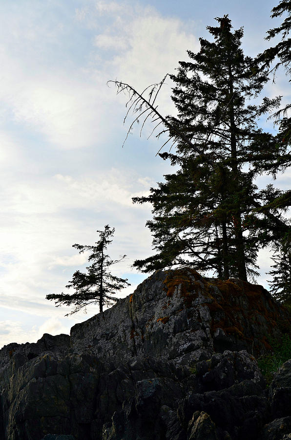 Nature Photograph - Alaska Shore Pine Silhouette by Light Shaft Images