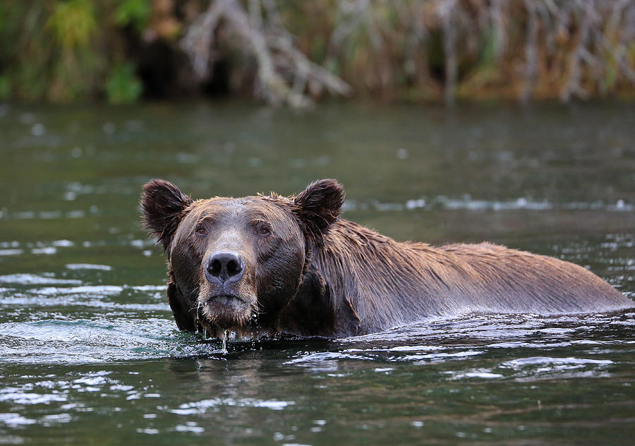 Alaskan Brooks Falls  Brown Bear Photograph by Sam Amato