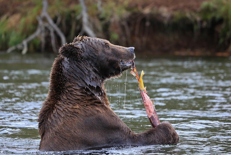 Alaskan Brown Bear Eating A Salmon Photograph by Sam Amato