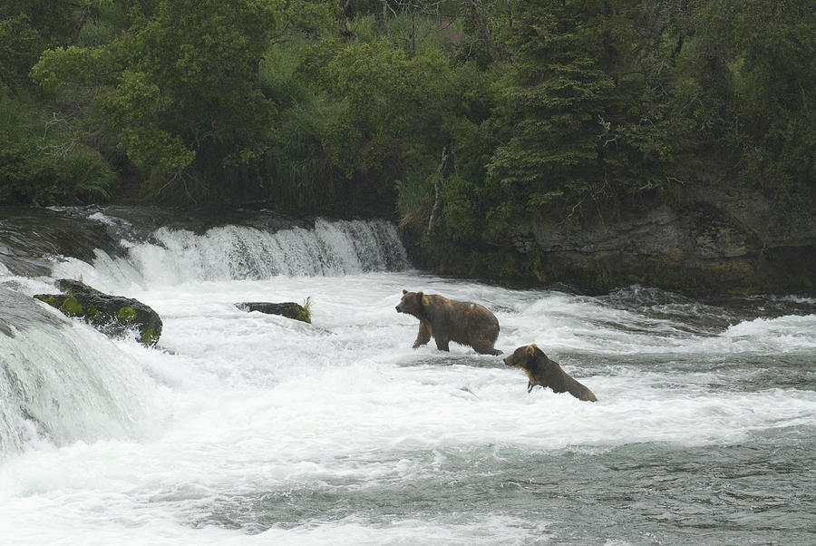 Katmai National Park Photograph - Alaskan Brown Bears by Gloria & Richard Maschmeyer