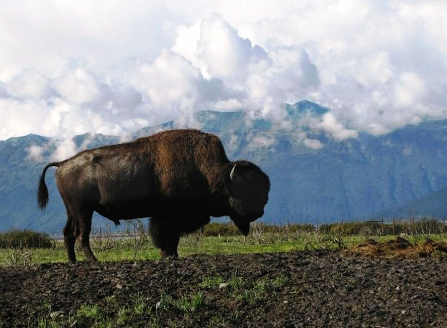 Alaskan Buffalo Photograph by KATIE Vigil