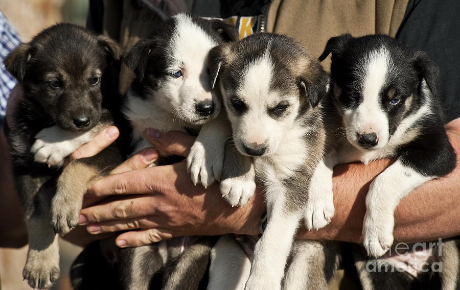 Alaskan Huskey Puppies Photograph