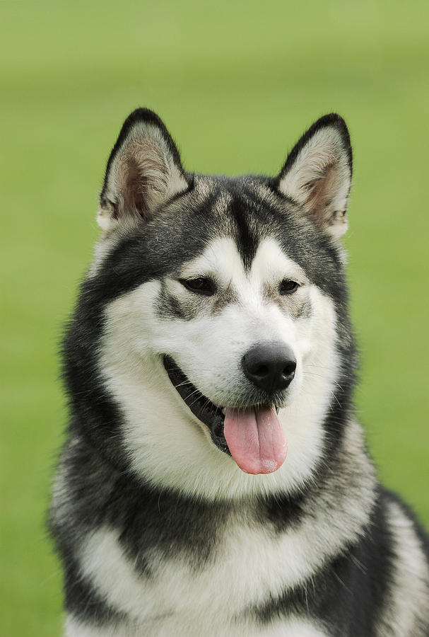 Alaskan Malamute dog Photograph by Waldek Dabrowski