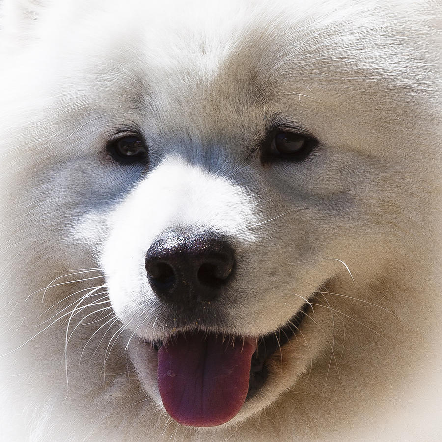 Alaskan Malamute II Photograph by David Patterson - Fine Art America