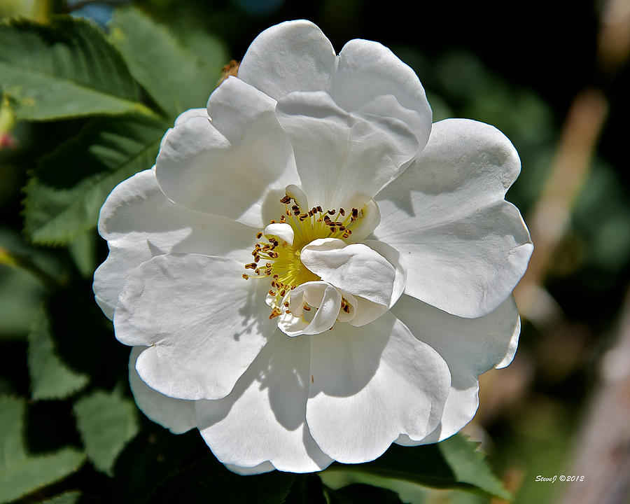 Alba Suaveolens Rose Photograph by Stephen Johnson