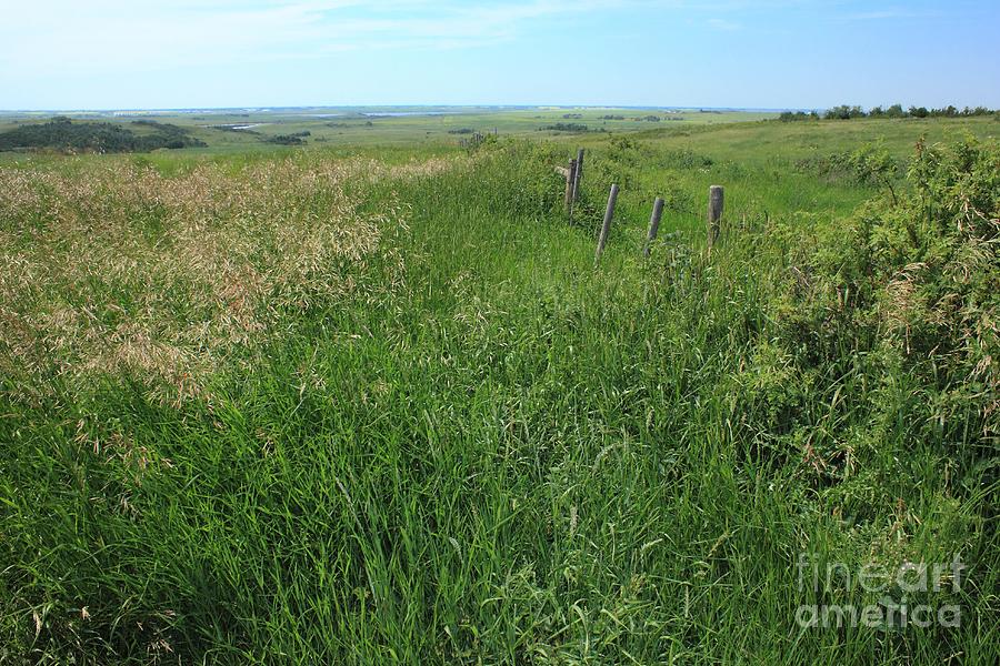 Alberta prairie grass Photograph by Jim Sauchyn