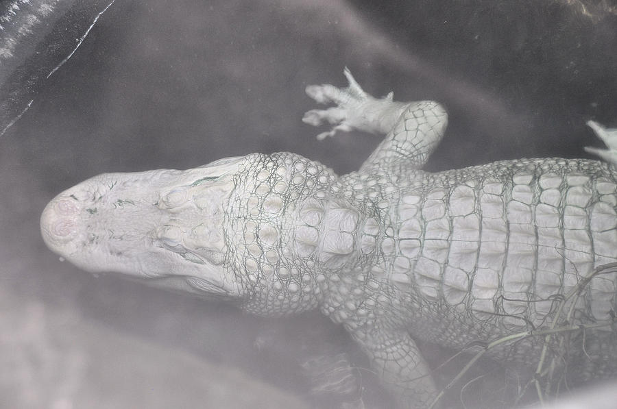 Albino Alligator In The Mist Photograph by Jan Amiss Photography