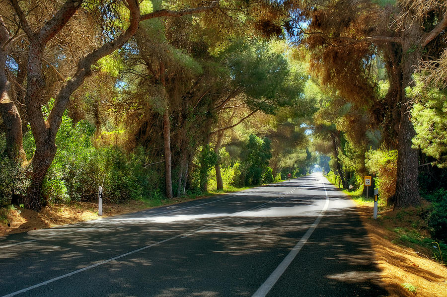 Albufera road to El Palmar. Valencia. Spain Photograph by Juan Carlos Ferro Duque