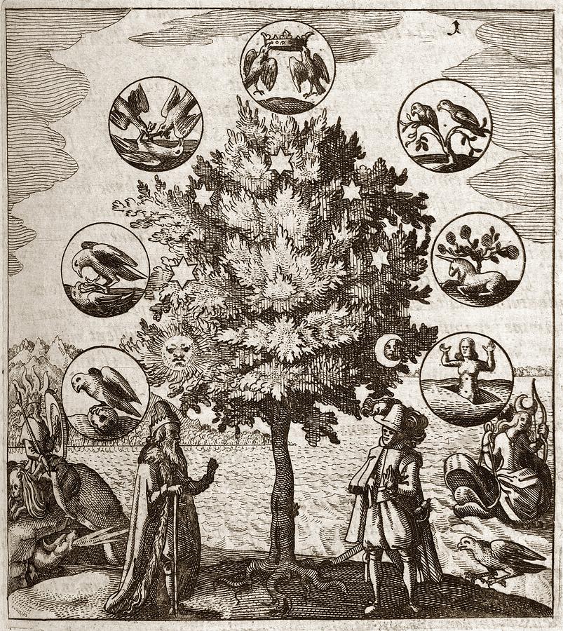 Alchemical Tree, Philosophia Reformata Photograph by Middle Temple Library