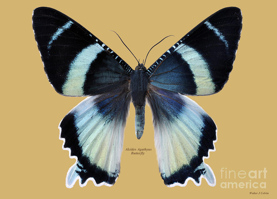 Alcides Agathyus Butterfly Digital Art by Walter Colvin