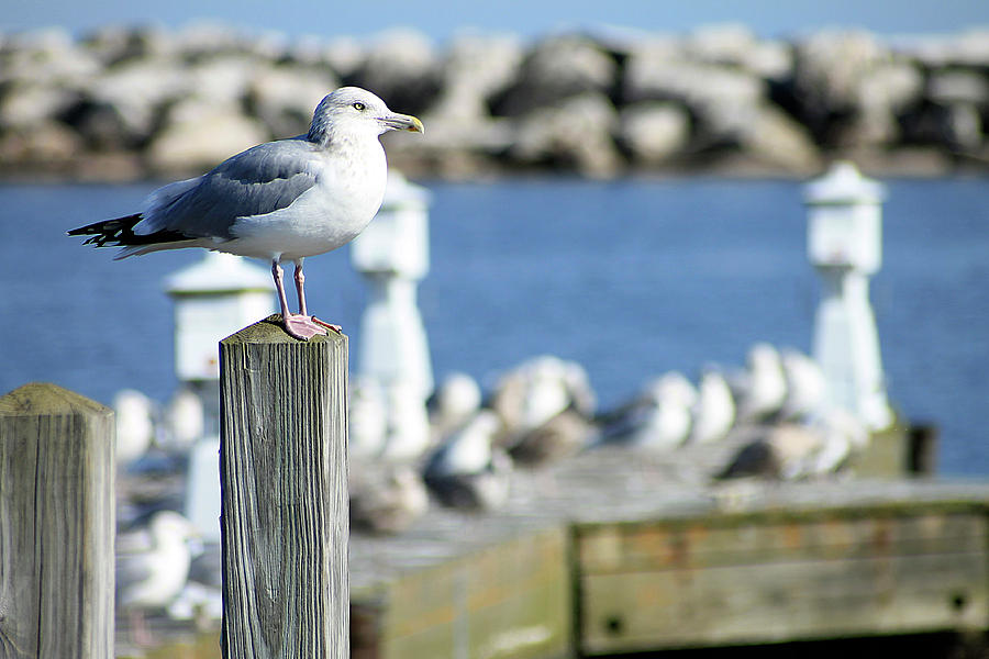 Alcona Marina Seagulls 10 Photograph by Scott Hovind