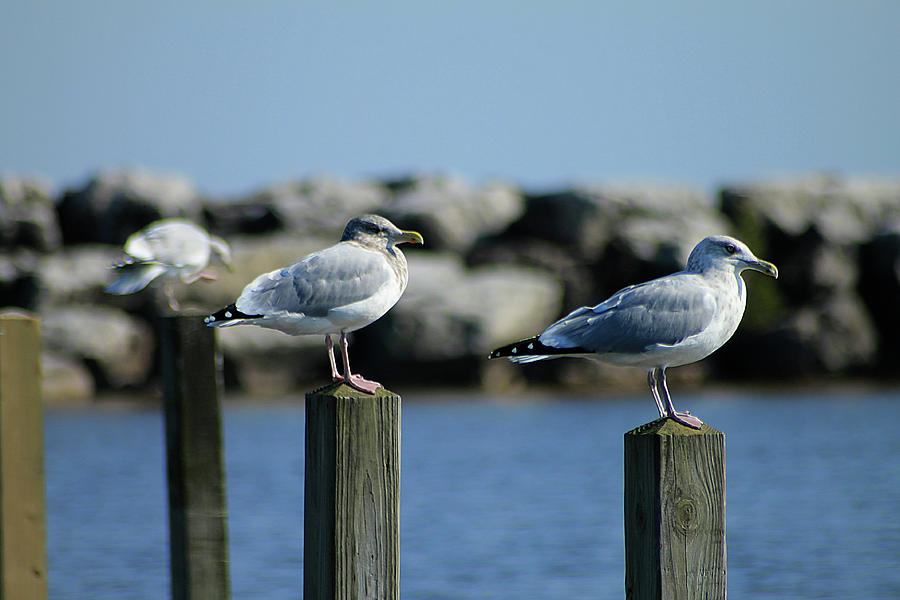 Alcona Marina Seagulls 11 Photograph by Scott Hovind