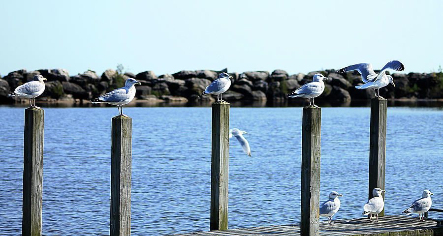 Alcona Marina Seagulls 12 Photograph by Scott Hovind