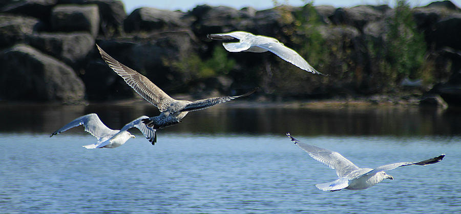 Alcona Marina Seagulls 13 Photograph by Scott Hovind