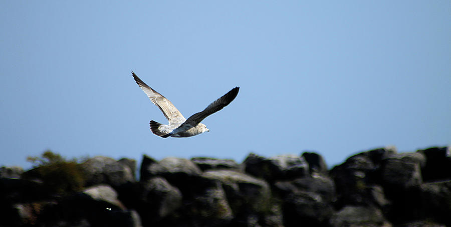 Alcona Marina Seagulls 2 Photograph by Scott Hovind