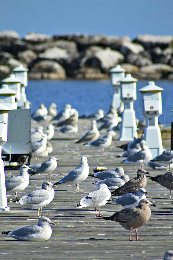 Alcona Marina Seagulls 3 Photograph by Scott Hovind