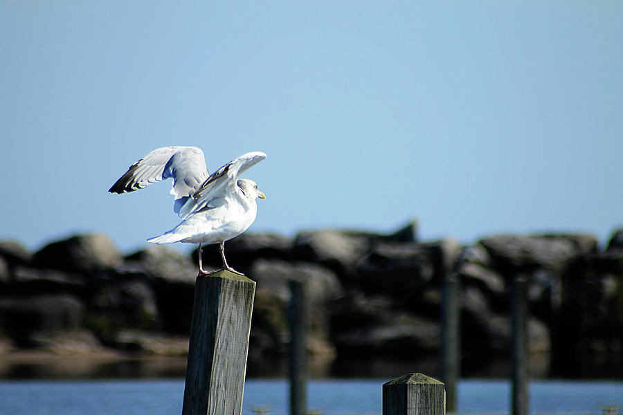Alcona Marina Seagulls 4 Photograph by Scott Hovind