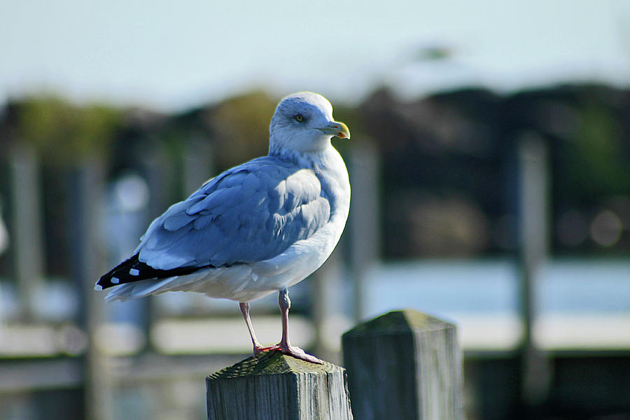 Alcona Marina Seagulls 5 Photograph by Scott Hovind