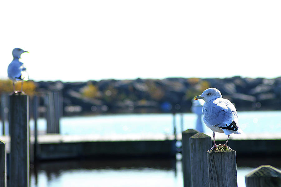 Alcona Marina Seagulls 6 Photograph by Scott Hovind