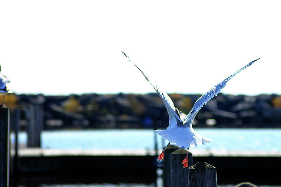 Alcona Marina Seagulls 7 Photograph by Scott Hovind