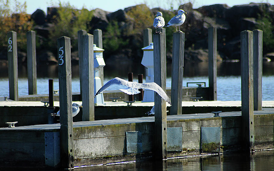 Alcona Marina Seagulls 9 Photograph by Scott Hovind