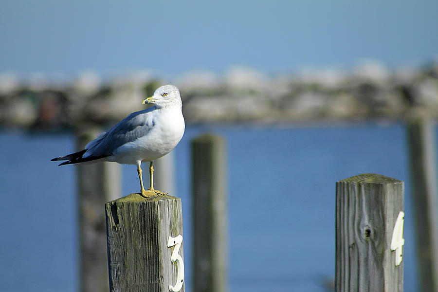 Alcona Marina Seagulls Photograph by Scott Hovind