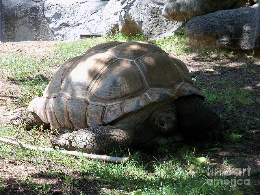 Aldabra Giant Tortoise 1 Photograph by Lorrie Bible - Fine Art America