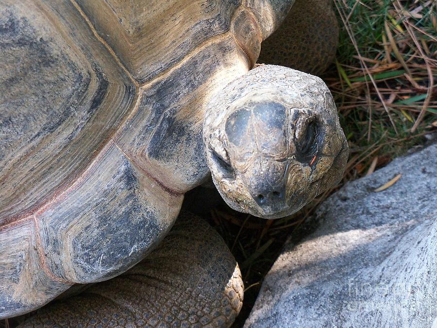 Aldabra Giant Tortoise Close Up Photograph by Lorrie Bible - Fine Art ...