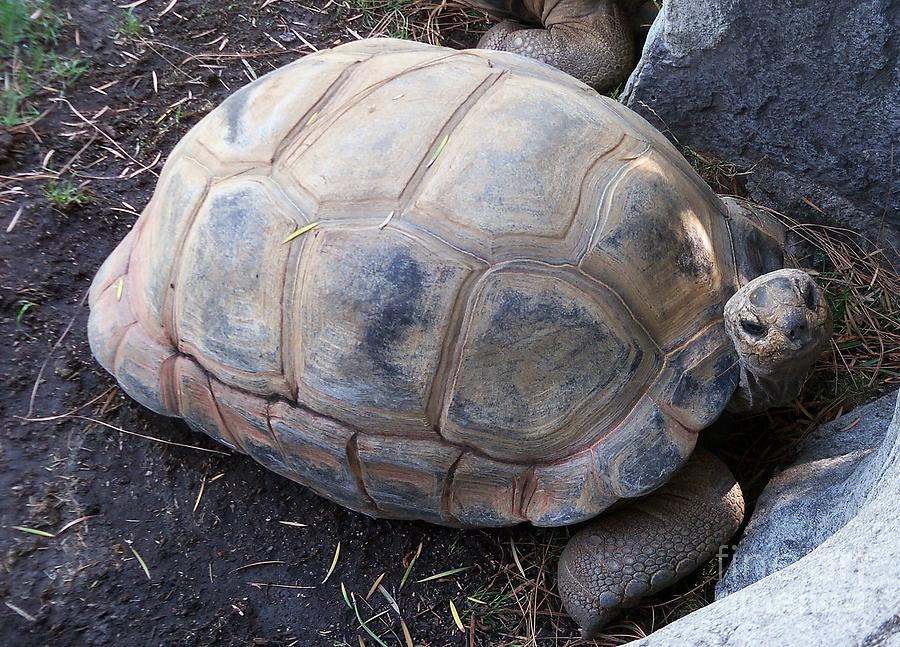 Aldabra Giant Tortoise Photograph by Lorrie Bible | Fine Art America