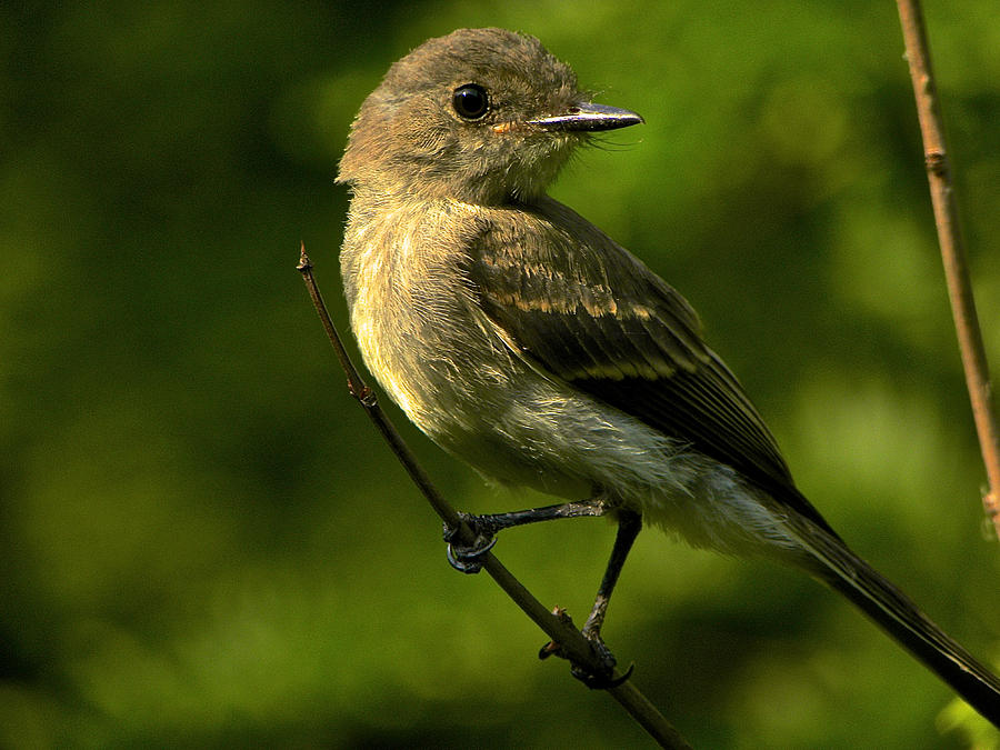 Alder Flycatcher Photograph by Bonni Belle Winter | Fine Art America