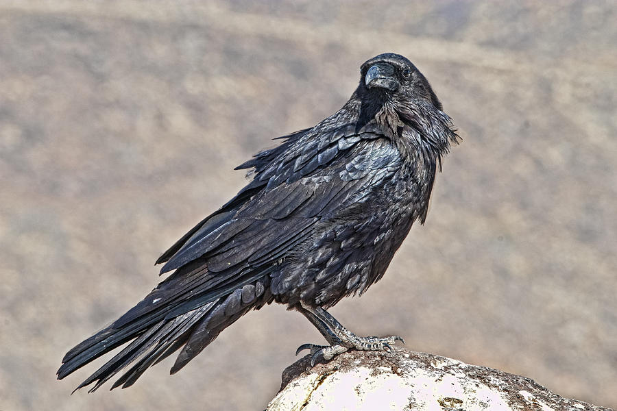 Alert Raven Photograph by Gregory Scott