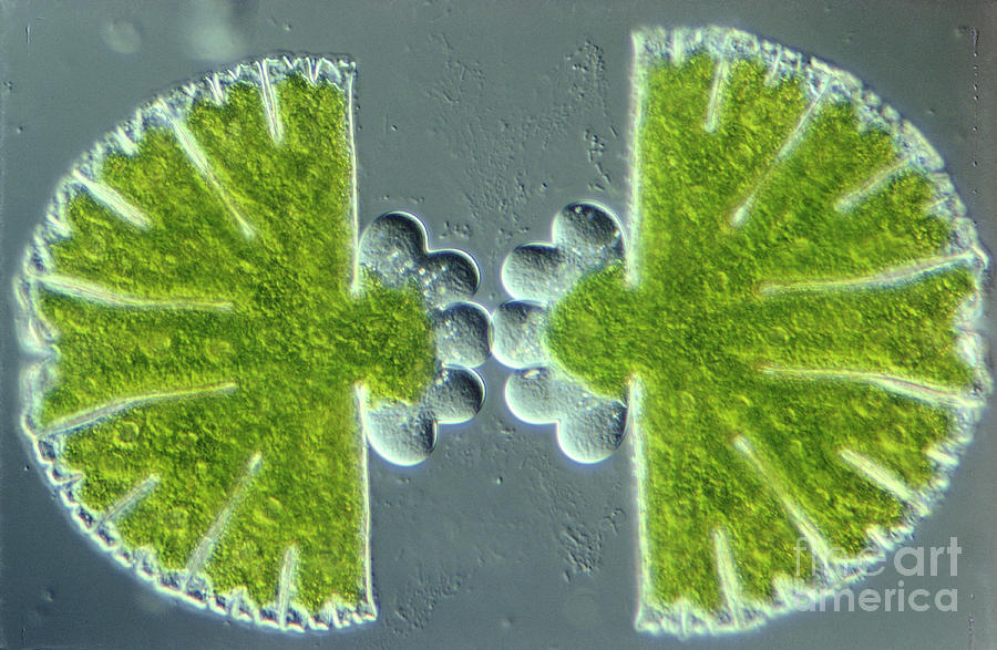 Algae Binary Fission Photograph by M. I. Walker