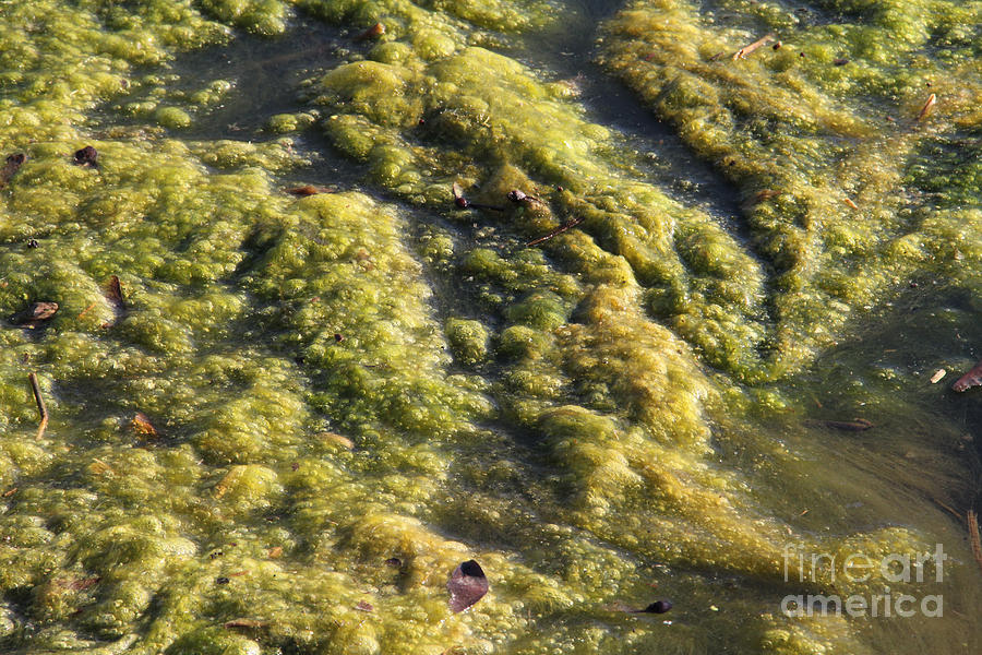 Algae Bloom In A Pond Photograph by Photo Researchers, Inc.