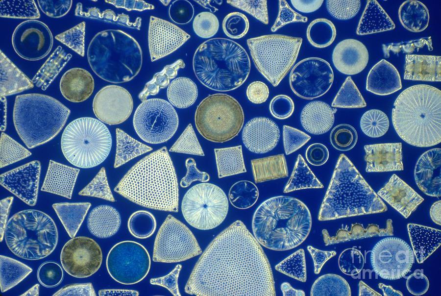 Shell Photograph - Algae, Fossil Diatoms, Lm by M I Walker