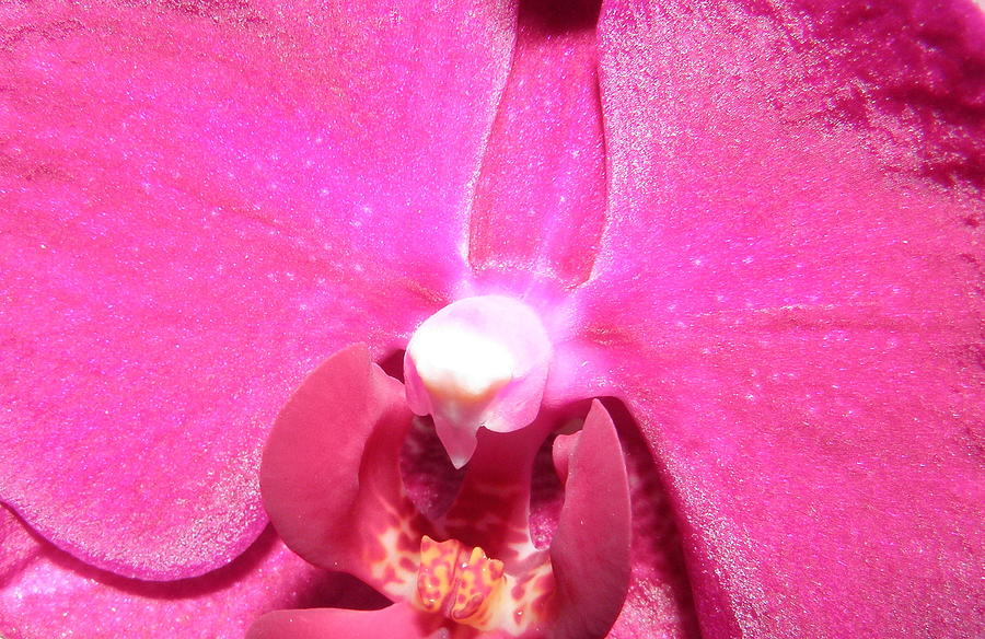 Alienated Orchid  Photograph by Kim Galluzzo