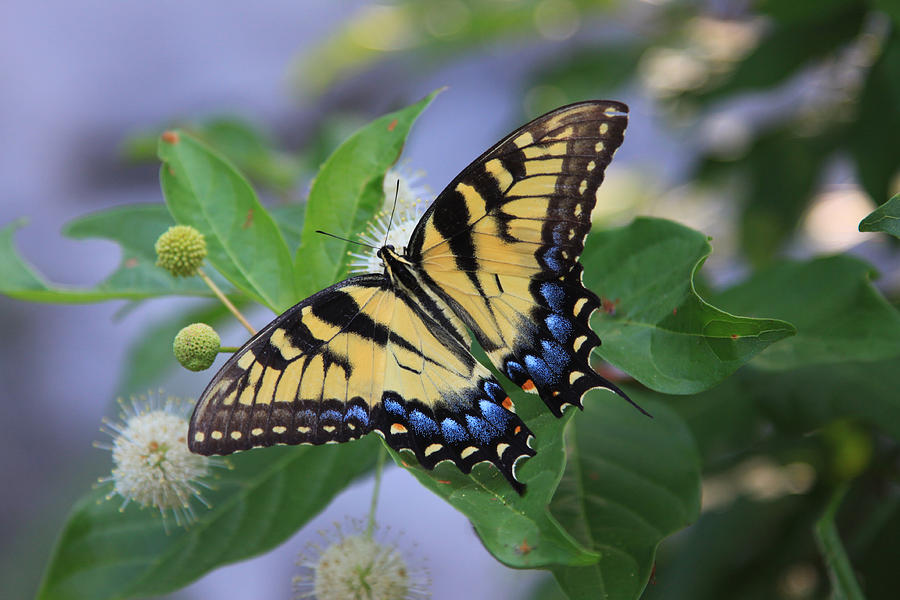 Butterfly Photograph - Alight by Shari Jardina