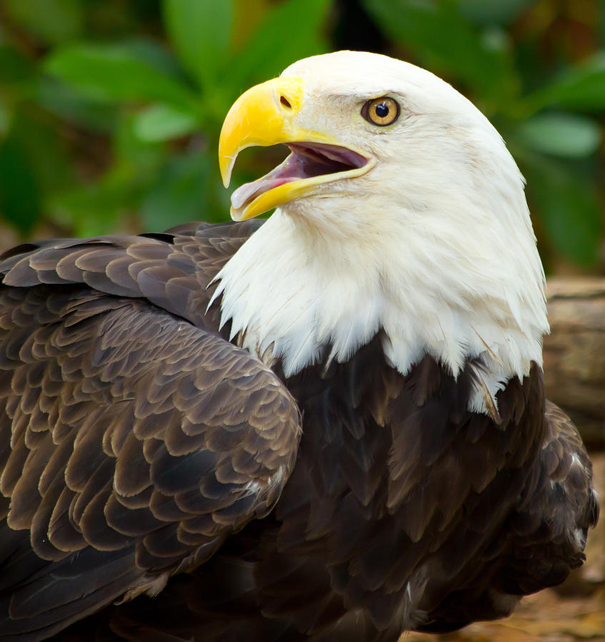 Wildlife Photograph - All American by Wild Expressions Photography