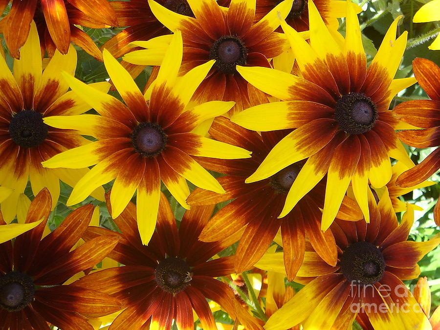 All Bunched Up Photograph by Andrea Kollo Fine Art America