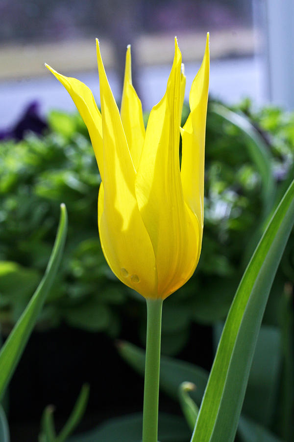 Yellow Tulip Photograph - All By Myself by Kenric A Prescott