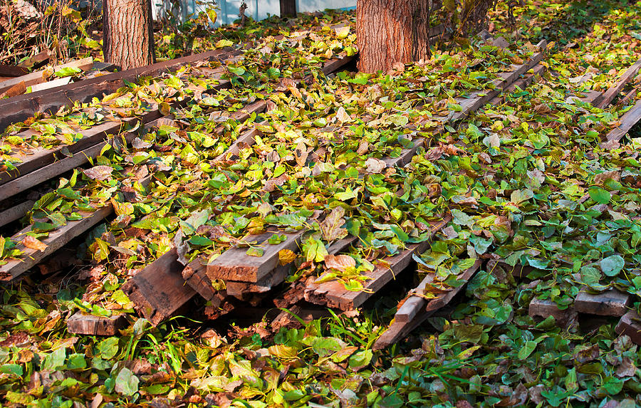 Fall Photograph - All Fall Down by Ed Peterson