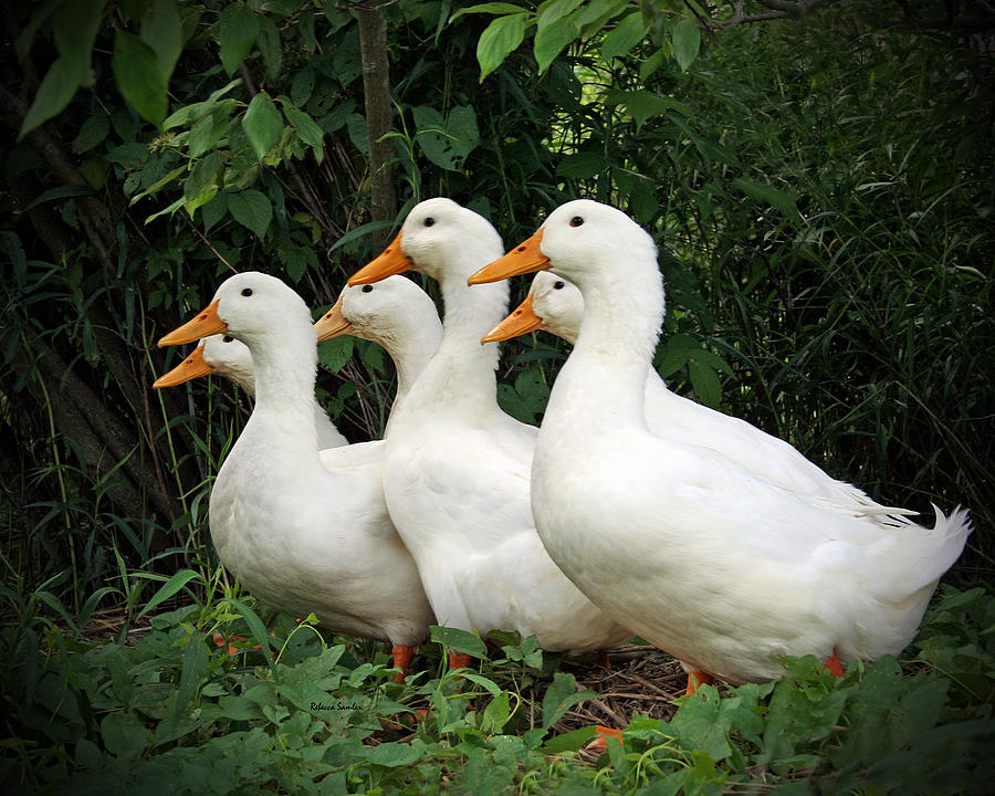 All My Ducks in a Row Photograph by Rebecca Samler