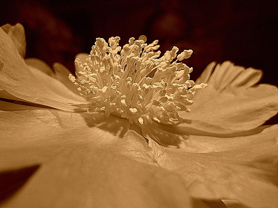 Flowers Still Life Photograph - All My Glory by Shirley Sirois
