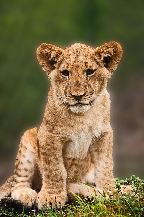 Lion Photograph - All Paws by CM Stonebridge