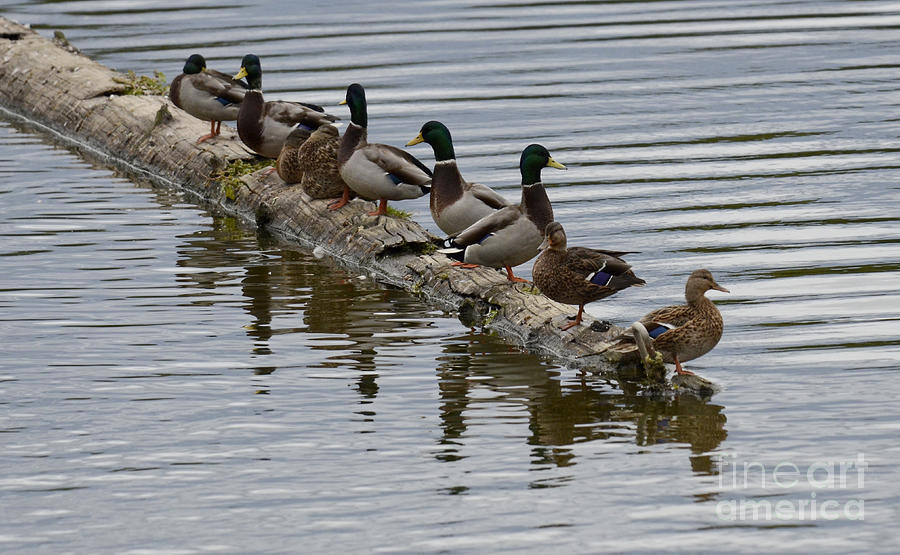 All The Ducks In A Row Photograph by Bob Christopher Fine Art America